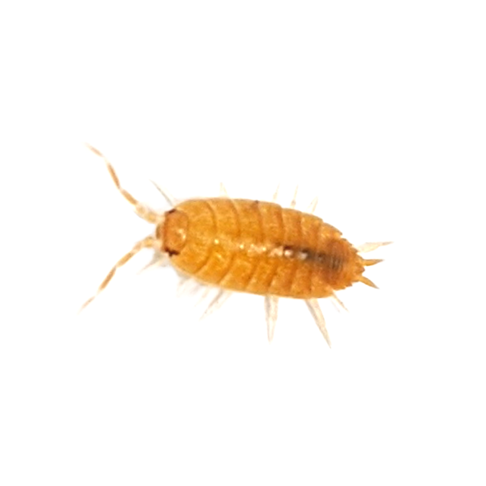 Live Isopods