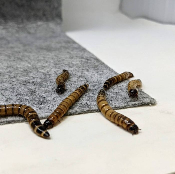 Feeder-Proof Advanced Reptile Carpet