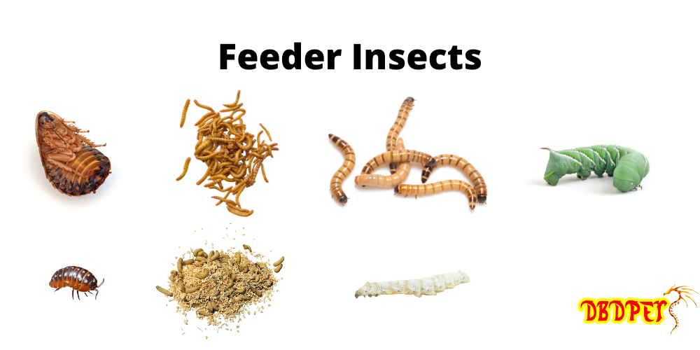 Live Feeder Insects