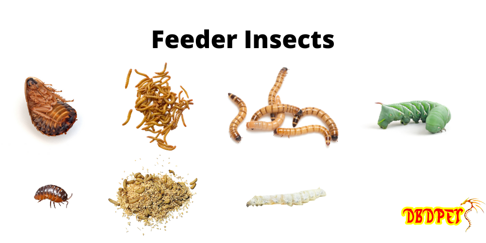 Live Feeder Insects for Sale | Free Shipping & Live Arrival Guarantee ...