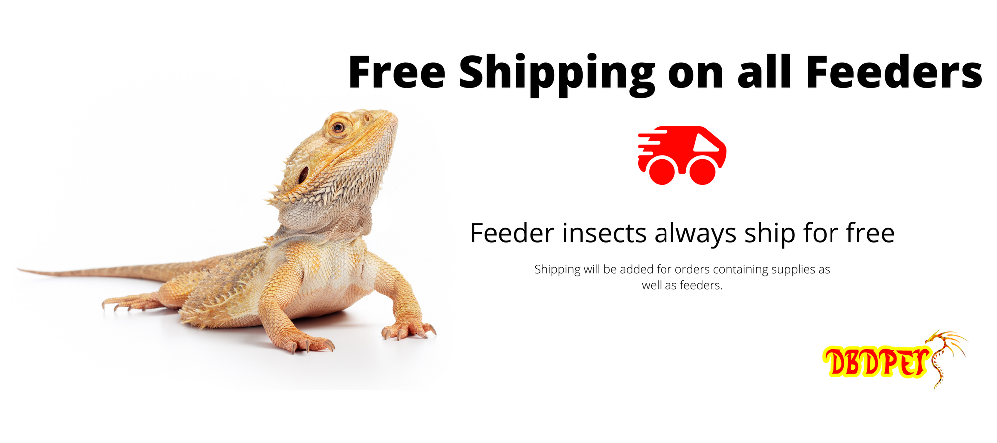 DBDPet One Stop Online Reptile Shop The Reptile Professionals