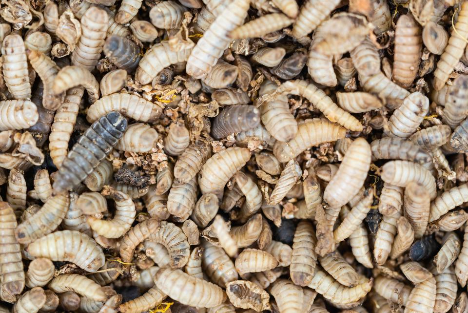 Live Black Soldier Fly Larvae (BSFL)