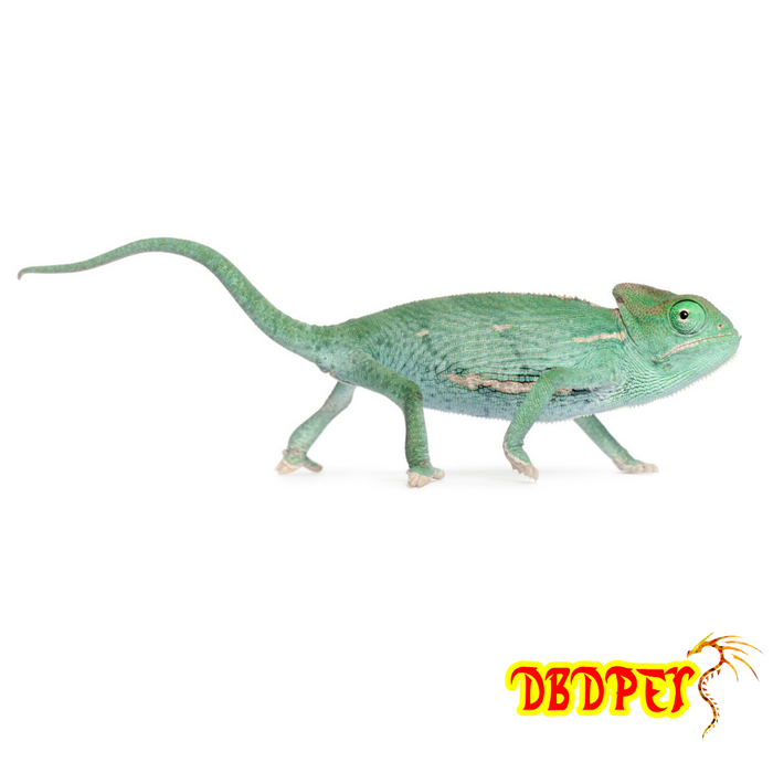 Captive Bred Veiled Chameleon — DBDPet