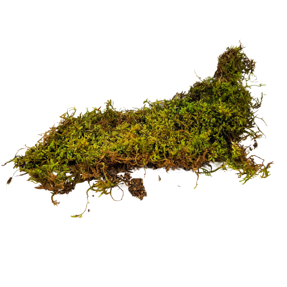 sheet moss for potted plants Live Sheet Moss — DBDPet