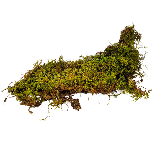 Buy Sheet Moss For Sale