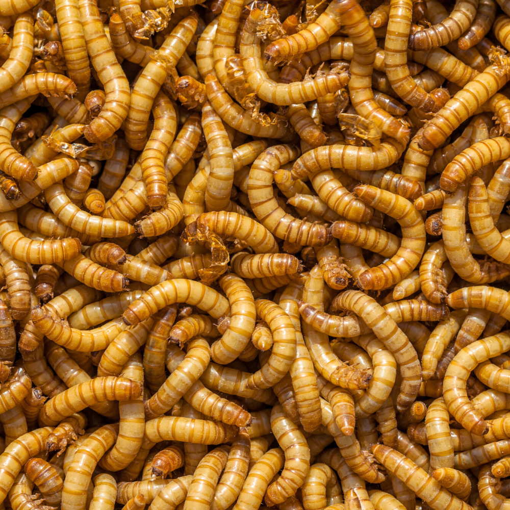 DBDPet Live Mealworms 1000 Count
