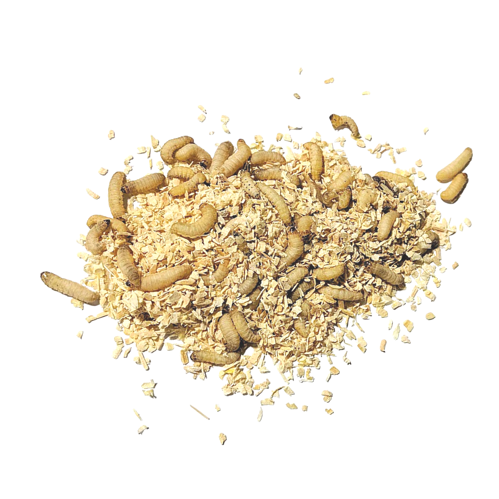 DBDPet Live Waxworms 250 Count