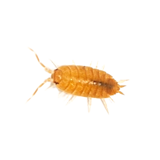 Porcellionides Pruinosus "Powder Orange" Isopods