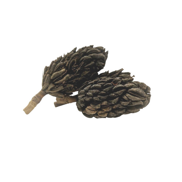 Large Magnolia Seed Pods (5+ Inches) (3 Pack)