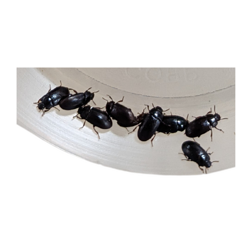 Live Buffalo Beetles