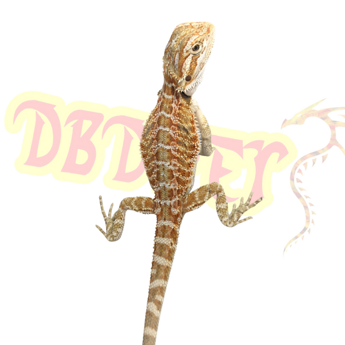 Probable Female Bearded Dragon #1 (Pick Up In Store Only
