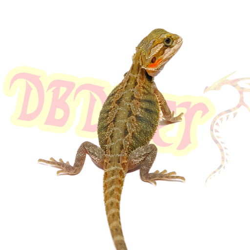 Probable Female Bearded Dragon #2 (Pick Up in Store Only)