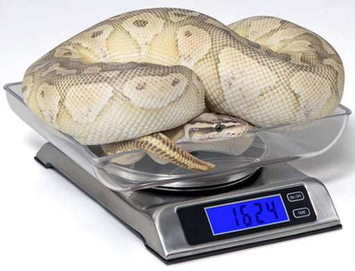DS6000 Digital Reptile Scale