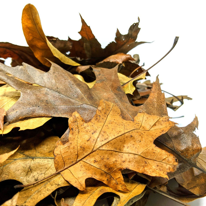 Black Oak Leaf Litter ( 4 Quarts )