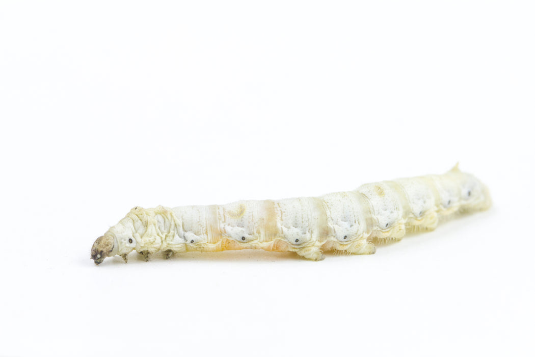 Live Silkworms