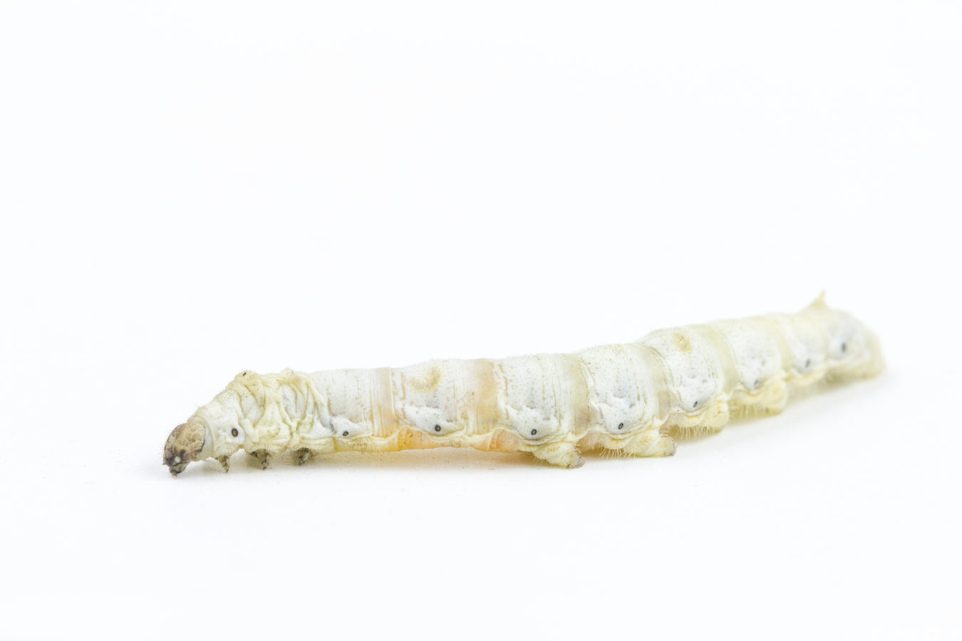Silkworms
