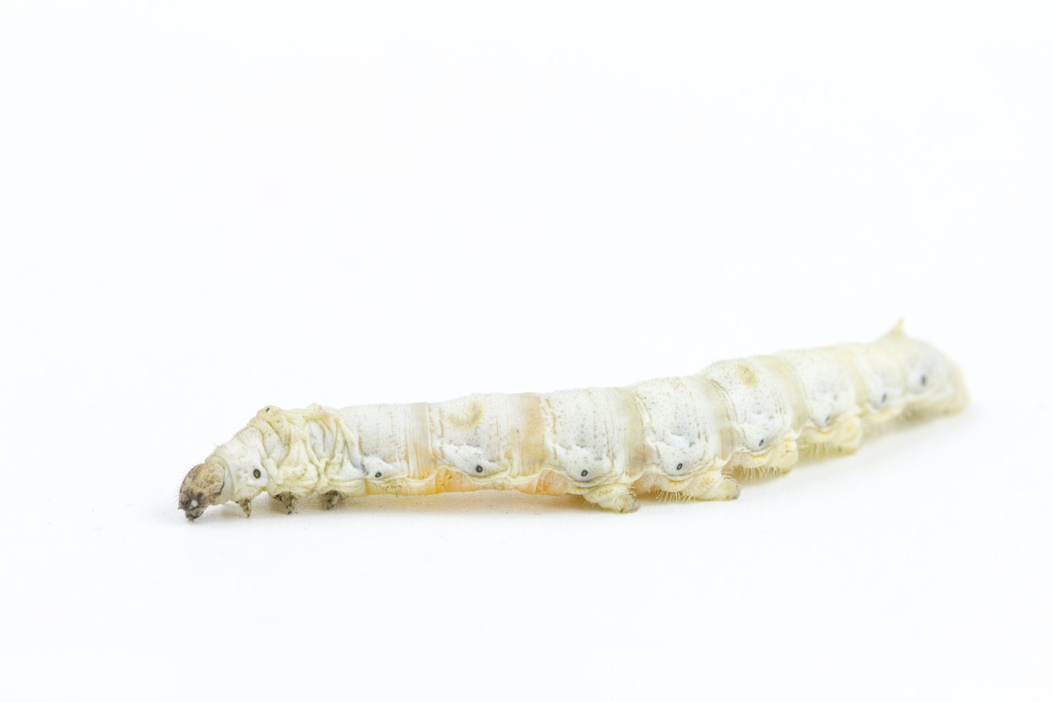 Live Feeder Insects for Sale | Free Shipping & Live Arrival Guarantee ...