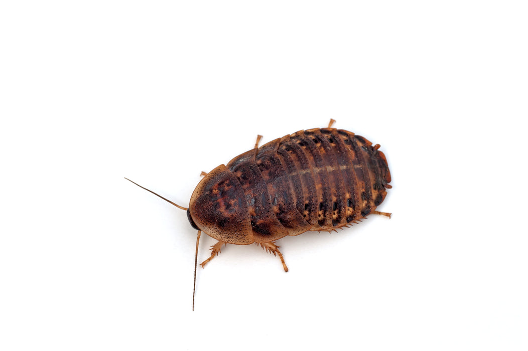Image showcasing Isopods Live How To Diagnose And Fix Dubia Roach Breeding Problems ...