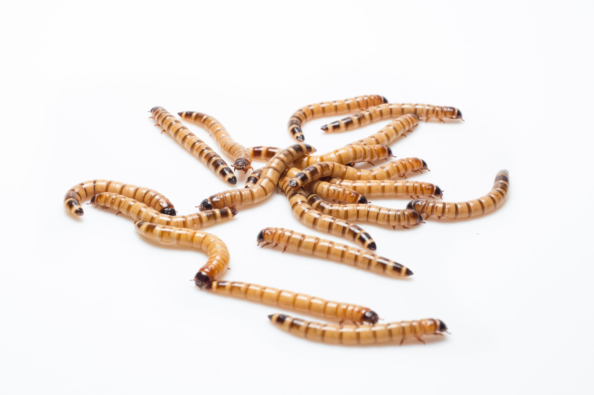 Live Feeding Insects Live Feeder Insects for Sale | Free Shipping & Live Arrival Guarantee ...