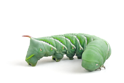 Live Hornworms